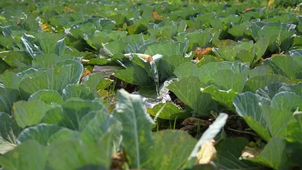 View of cabbage field irrigation with water hose Nepal.