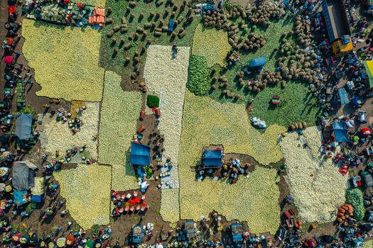 Aerial view of a bustling vegetable market with produce spread out on the ground in organized patches with workers sorting and packing in Bogura Rajshahi Division Bangladesh. Aerial view of a bustling vegetable market with produce spread out on the ground in organized patches with workers sorting and packing in Bogura Rajshahi Division Bangladesh.