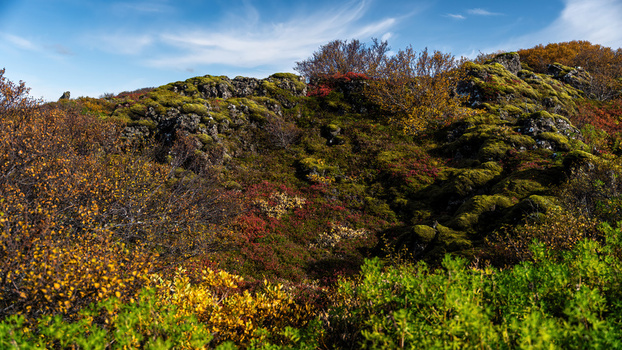 View of autumn colors on a mossy lava field with vibrant red and yellow foliage under a clear blue sky in Iceland.
