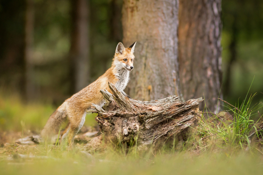 View of a young red fox standing on a weathered tree stump in a forest in Debrzno Pomeranian Voivodeship Poland. View of a young red fox standing on a weathered tree stump in a forest in Debrzno Pomeranian Voivodeship Poland.
