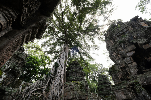 View of the ancient stone ruins of Ta Prohm temple overgrown with massive tree roots in the jungle of Krong Siem Reap Siem Reap Province Cambodia. View of the ancient stone ruins of Ta Prohm temple overgrown with massive tree roots in the jungle of Krong Siem Reap Siem Reap Province Cambodia.