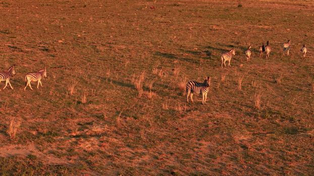 Aerial view of a herd of zebras grazing in the dry savanna landscape near the Olifants River in Hoedspruit Limpopo South Africa. Aerial view of a herd of zebras grazing in the dry savanna landscape near the Olifants River in Hoedspruit Limpopo South Africa.