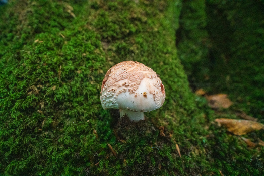 View of a small mushroom growing on a vibrant green moss covered tree trunk in the woodland of Luxulyan Valley Luxulyan Bodmin Cornwall United Kingdom. View of a small mushroom growing on a vibrant green moss covered tree trunk in the woodland of Luxulyan Valley Luxulyan Bodmin Cornwall United Kingdom.