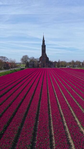 Aerial view of pink tulip fields and a historic church Netherlands. Aerial view of pink tulip fields and a historic church Netherlands.