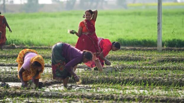 View of women working in agricultural fields in Patna India.