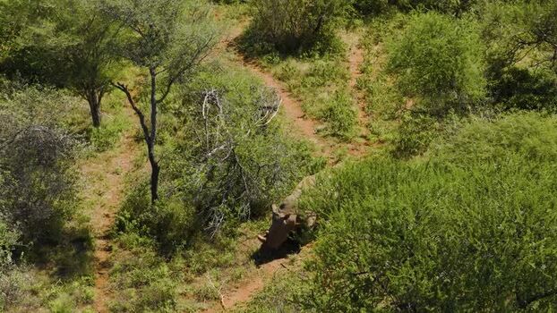 Aerial view of a rhino in the bushland South Africa.