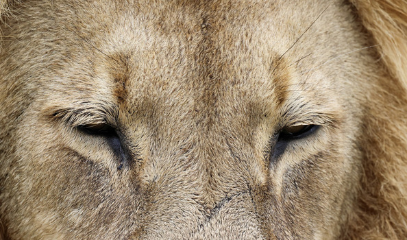 View of an extreme close up of a male lion s face with squinting eyes and golden fur in Waterberg District Municipality Limpopo South Africa. View of an extreme close up of a male lion s face with squinting eyes and golden fur in Waterberg District Municipality Limpopo South Africa.