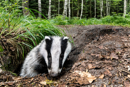 View of a European badger emerging from its sett in a forest with green ferns and birch trees in the background Debrzno Pomeranian Voivodeship Poland.