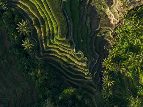 Aerial view of Tegallalang Rice Terrace with lush green paddies intricate terraced slopes and surrounding tropical palm trees in Kecamatan Tegallalang Bali Indonesia. Aerial view of Tegallalang Rice Terrace with lush green paddies intricate terraced slopes and surrounding tropical palm trees in Kecamatan Tegallalang Bali Indonesia.