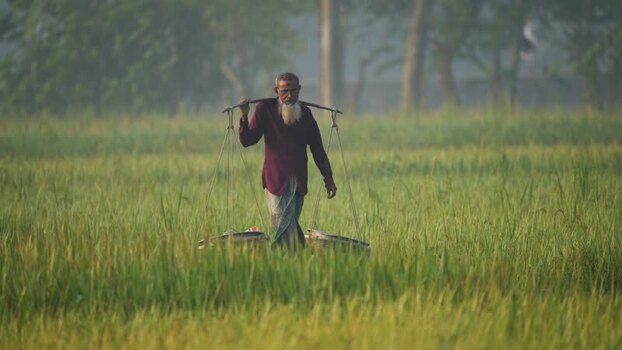 View of a farmer carrying a yoke in a rice field Bangladesh.