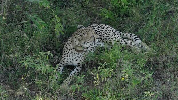 Aerial view of cheetah resting in tall grass South Africa.