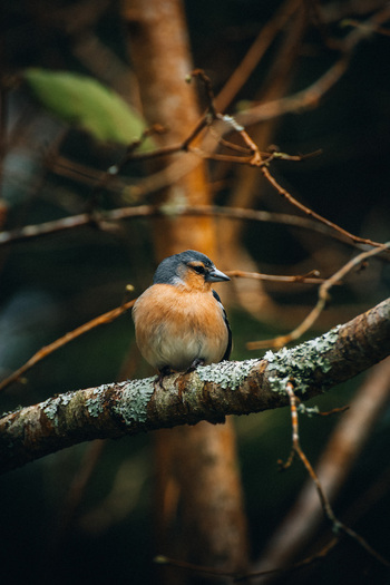 View of a vibrant orange breasted chaffinch perched delicately on a lichen covered branch amidst the dark blurred forest depths Azores Portugal. View of a vibrant orange breasted chaffinch perched delicately on a lichen covered branch amidst the dark blurred forest depths Azores Portugal.