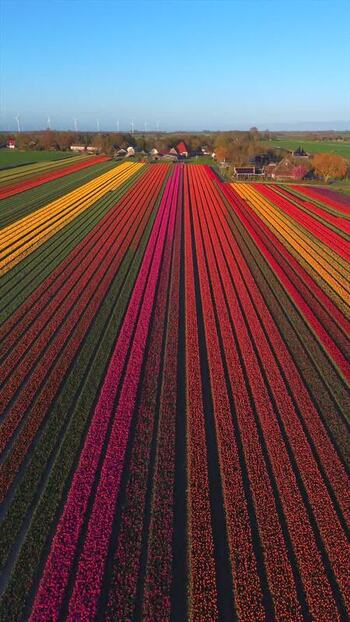 Aerial view of colorful tulip fields and wind turbines Netherlands. Aerial view of colorful tulip fields and wind turbines Netherlands.
