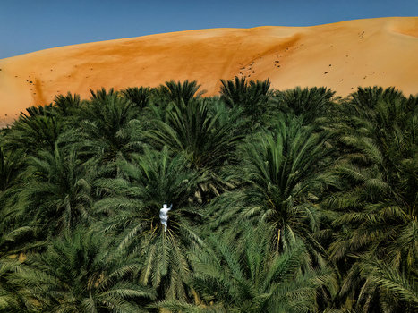 Aerial view of Bateen Liwa oasis with a person climbing a date palm tree against a large sand dune in Al Dhafra Region Abu Dhabi United Arab Emirates. Aerial view of Bateen Liwa oasis with a person climbing a date palm tree against a large sand dune in Al Dhafra Region Abu Dhabi United Arab Emirates.