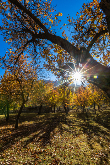 View of Hunza Valley with golden autumn trees sunburst through branches and a stone wall in Karimabad Gilgit Baltistan Pakistan.