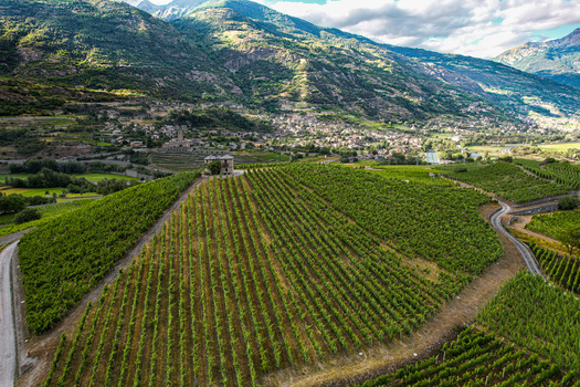 Aerial view of the lush green vineyards and the historic Aymavilles Castle nestled in the alpine landscape of Aymavilles Aosta Valley Italy. Aerial view of the lush green vineyards and the historic Aymavilles Castle nestled in the alpine landscape of Aymavilles Aosta Valley Italy.