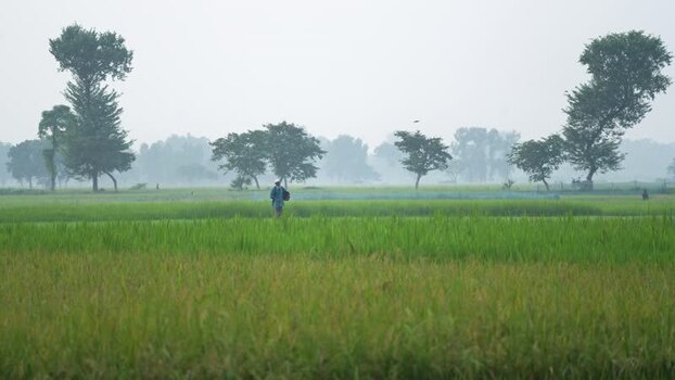 View of a farmer walking through misty rice fields Bangladesh. View of a farmer walking through misty rice fields Bangladesh.