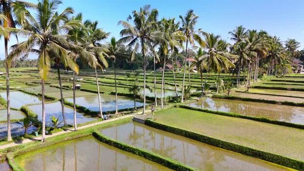 Aerial view of Banjar mancingan Rice trekking and palm trees Indonesia. Aerial view of Banjar mancingan Rice trekking and palm trees Indonesia.