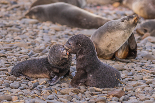 View of two fur seal pups interacting on the rocky beach at Jason Harbour South Georgia and the South Sandwich Islands. View of two fur seal pups interacting on the rocky beach at Jason Harbour South Georgia and the South Sandwich Islands.
