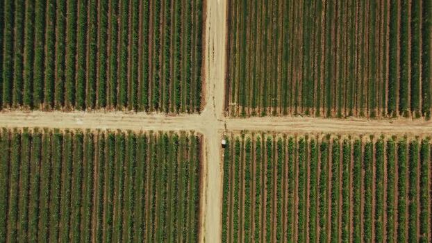 Aerial view of vineyard in Mala Remeta Serbia.