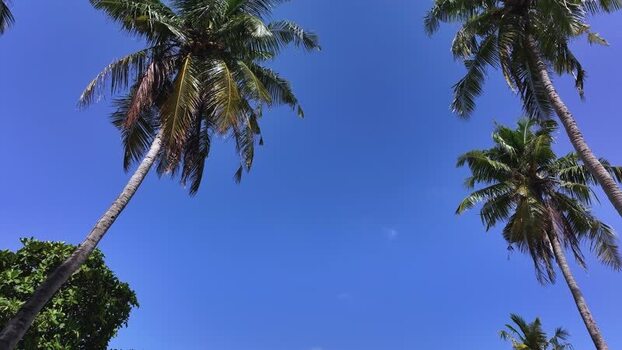 Aerial view of tropical palm trees under a clear blue sky Maldives Aerial view of tropical palm trees under a clear blue sky Maldives