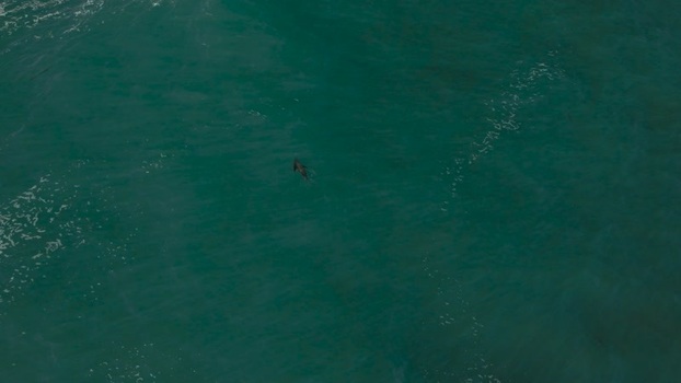 Aerial view of a sea lion swimming in La Jolla Cove United States.