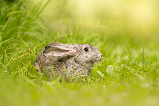 View of a grey rabbit sitting in lush green grass in Debrzno Pomeranian Voivodeship Poland. View of a grey rabbit sitting in lush green grass in Debrzno Pomeranian Voivodeship Poland.