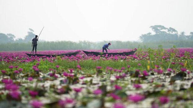 View of fishermen in boats on a pink water lily pond Bangladesh. View of fishermen in boats on a pink water lily pond Bangladesh.