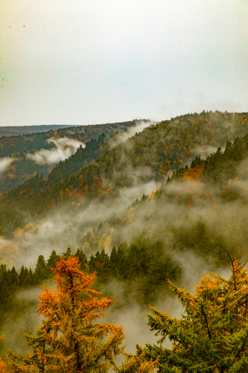 View of the Black Forest with mist rising over autumn colored hills and dense evergreen trees under an overcast sky in Offenburg Baden Wurttemberg Germany. View of the Black Forest with mist rising over autumn colored hills and dense evergreen trees under an overcast sky in Offenburg Baden Wurttemberg Germany.