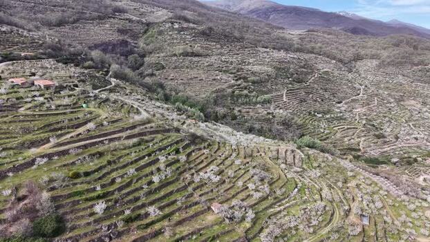 Aerial view of terraced hillsides with blooming trees Spain.