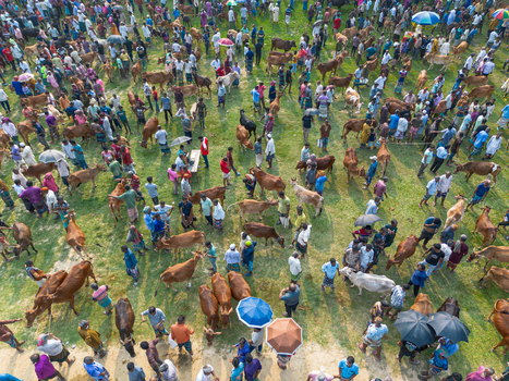 Akkelpur Upazila Bangladesh 20 May 2026 Aerial view of a bustling cattle market with crowds of people and livestock gathered on a green grassy field under bright sunlight. Akkelpur Upazila Bangladesh 20 May 2026 Aerial view of a bustling cattle market with crowds of people and livestock gathered on a green grassy field under bright sunlight.