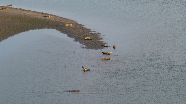 Aerial view of seals resting on the Roggenplaat sandbank in Schouwen Duiveland Zeeland Netherlands.