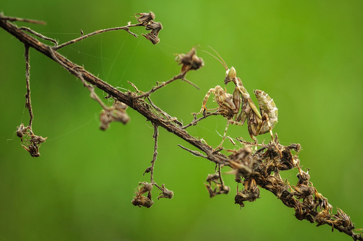 A camouflaged praying mantis perched on a dry branch against a soft green background in Salatiga Central Java Indonesia.