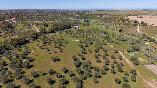 Aerial view of a verdant landscape dotted with olive trees casting shadows on the sunlit fields creating a mosaic of light and shade Navas del Madrono Extremadura Spain.