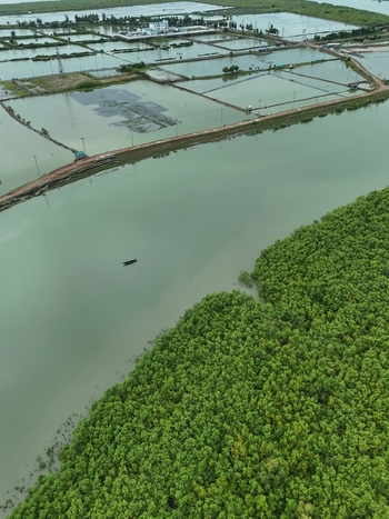 Aerial view of Khurushkul aquaculture ponds and lush mangrove forests with a small boat navigating the calm water in Cox s Bazar Chittagong Division Bangladesh. Aerial view of Khurushkul aquaculture ponds and lush mangrove forests with a small boat navigating the calm water in Cox s Bazar Chittagong Division Bangladesh.