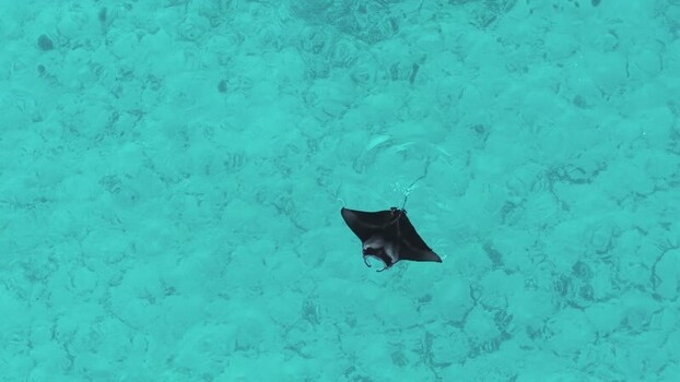 Aerial view of manta ray swimming Maldives.