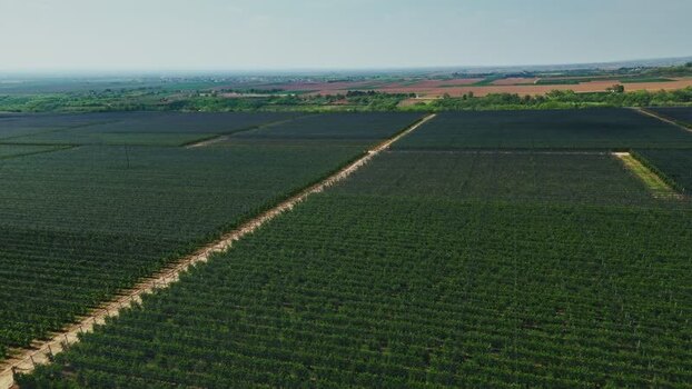 Aerial view of a vast vineyard in Mala Remeta Serbia.