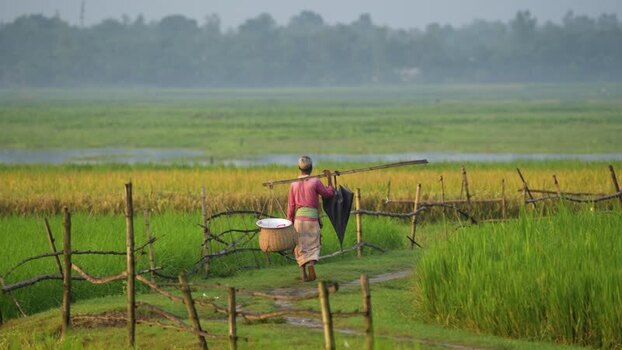 View of a man walking through lush rice fields Bangladesh.