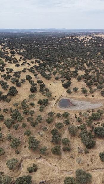 Aerial view of the dehesa landscape in Navalmoral de la Mata Spain.