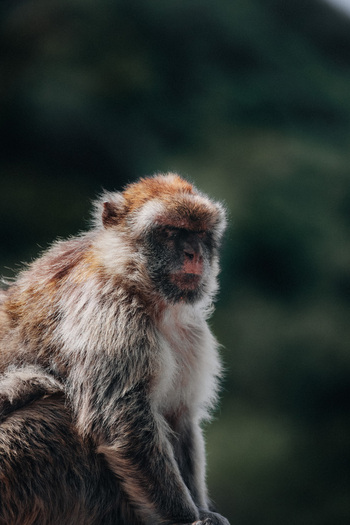 View of a Barbary macaque with detailed fur and expressive face stands out against the blurred green backdrop of foliage Gibraltar Gibraltar. View of a Barbary macaque with detailed fur and expressive face stands out against the blurred green backdrop of foliage Gibraltar Gibraltar.