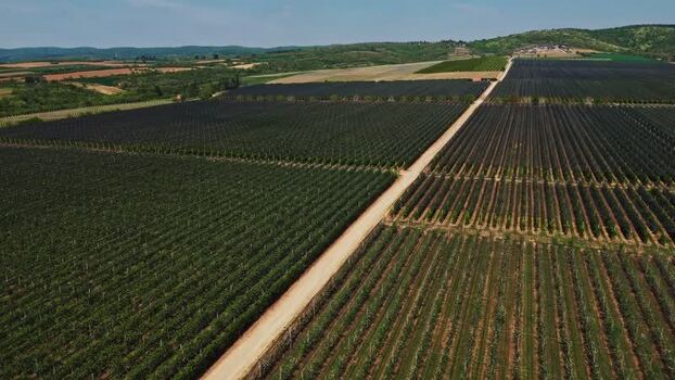 Aerial view of a vineyard in Mala Remeta Serbia.