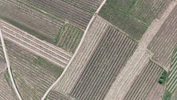 Aerial view of geometric vineyard patterns in Selestat France.