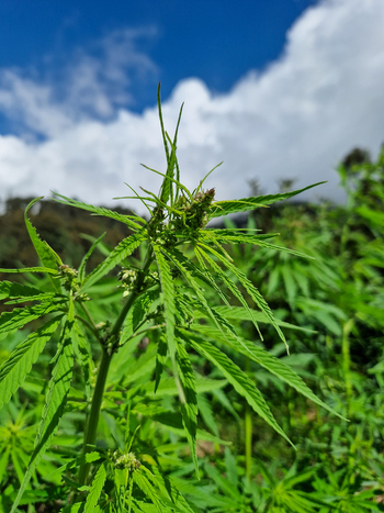 View of a cannabis plant growing in the mountains of Malana Himachal Pradesh India.