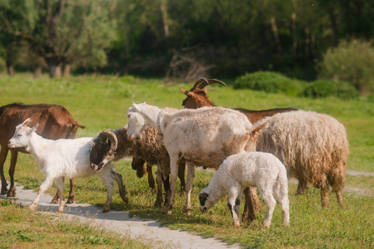 View of a herd of goats and sheep grazing in a lush green meadow surrounded by trees in Futog Vojvodina Serbia. View of a herd of goats and sheep grazing in a lush green meadow surrounded by trees in Futog Vojvodina Serbia.