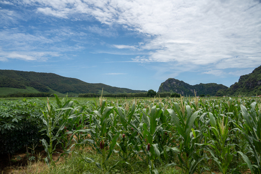 View of a lush cornfield with green stalks stretching towards distant mountains under a bright blue sky in Vietnam. View of a lush cornfield with green stalks stretching towards distant mountains under a bright blue sky in Vietnam.