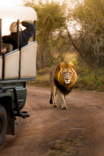 View of a majestic male lion walking along a dirt road next to a safari vehicle with tourists in Kruger National Park Kruger Park Mpumalanga South Africa. View of a majestic male lion walking along a dirt road next to a safari vehicle with tourists in Kruger National Park Kruger Park Mpumalanga South Africa.