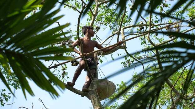 View of a young man harvesting fruit from a tree Bangladesh View of a young man harvesting fruit from a tree Bangladesh