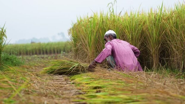 View of a farmer harvesting rice in a field in Bogura Bangladesh. View of a farmer harvesting rice in a field in Bogura Bangladesh.