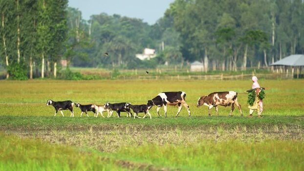 View of a woman leading cows and goats across a field Bangladesh. View of a woman leading cows and goats across a field Bangladesh.