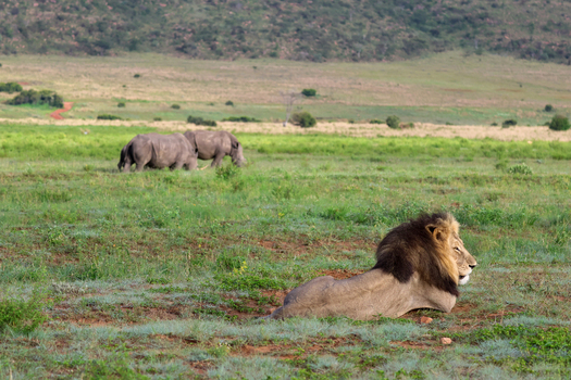 View of a majestic lion rests in the foreground as rhinos graze in the distance on the verdant plains under a vast sky Vaalwater South Africa.